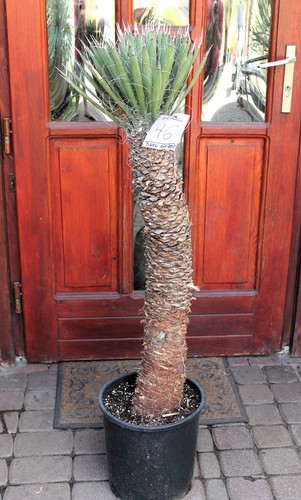 Yucca filifera del messico - yucca,