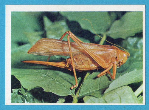 Animali tutto il - animali,