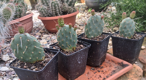 Opuntia polyacantha veracea