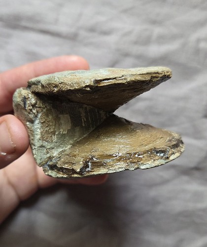 Rarissimo osso vertebra