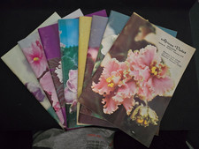 8 Vintage African Violet