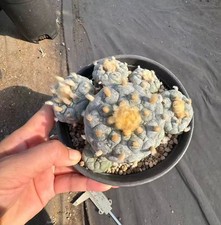 Vendita Caci giardino