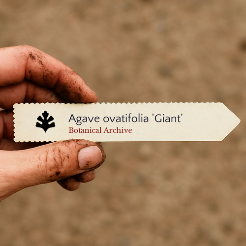 Agave ovatifolia giant - agave, 'giant'