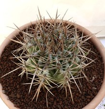 Echinocactus ingens 18cm