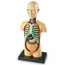 Modello anatomico di corpo umano di Learning Resources (v5D)