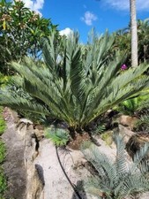Encephalartos dyerianus 5gal