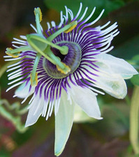 Passiflora morifolia 10 semi