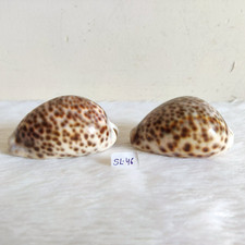 Coppia Decorativa Di