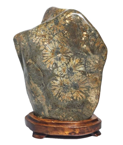 Crisantemo suiseki pietra - crisantemo,