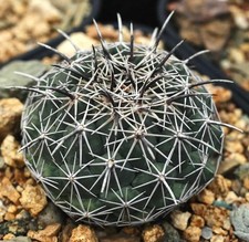 Coryphantha difficilis SEEDS - 7Y4 - SEMI di Cactus Raro