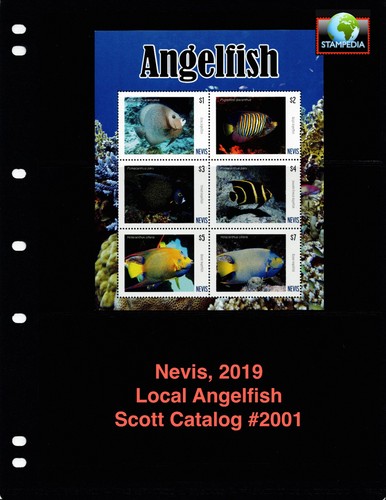 Scott value 2019 - -,