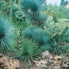 Dasylirion glaucophyllum