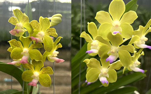 Vanda hybrid thai - hybrid, green