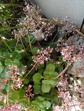 lot  plantes aériennes