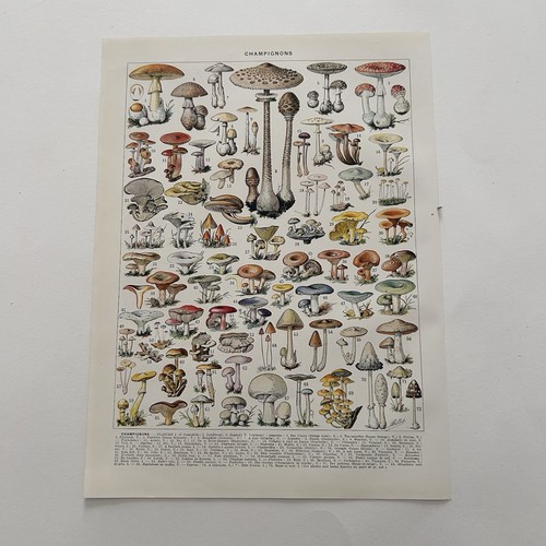 Funghi micologia millot stampa - micologia,
