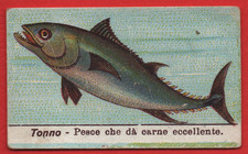 FIGURINA ANIMALI TONNO
