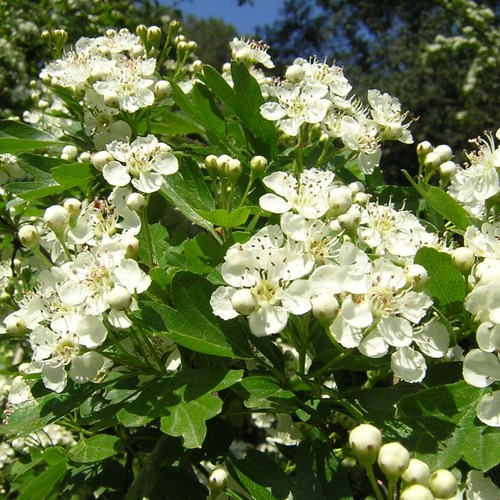 Crataegus monogyna - ,
