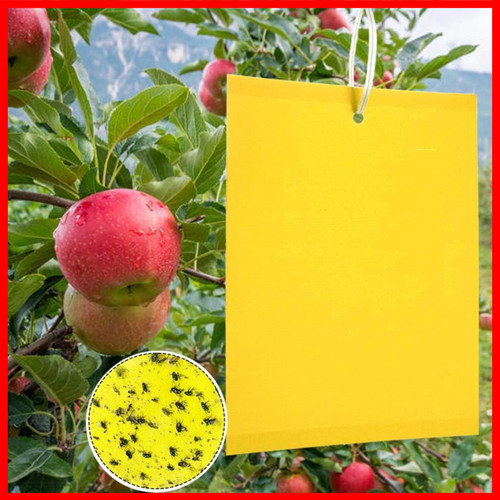 Trappole per mosche - per,