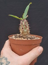 Euphorbia milii f. vulcanii