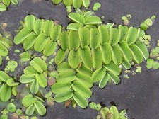 salvinia natans( Porzioni Di 5 Piantine )