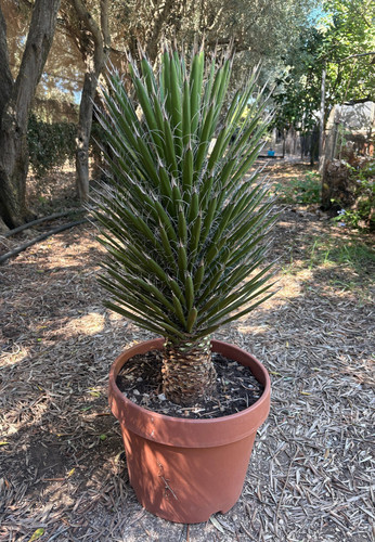 Yucca filifera pianta da - yucca,