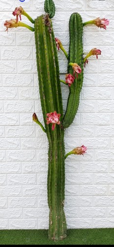 Cactus cereus xxl - cactus, cereus-xxl-adulto-raro