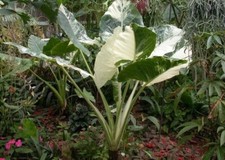 Alocasia Gageana