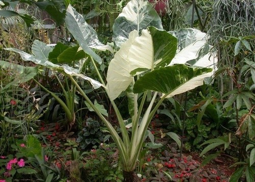 Alocasia gageana - alocasia,