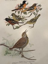 Birds of NY Baltimore Orchard