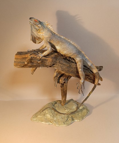 Taxidermy cabinet de - cabinet,