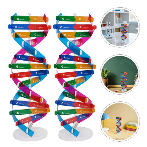 Kit modello scientifico dna - kit,
