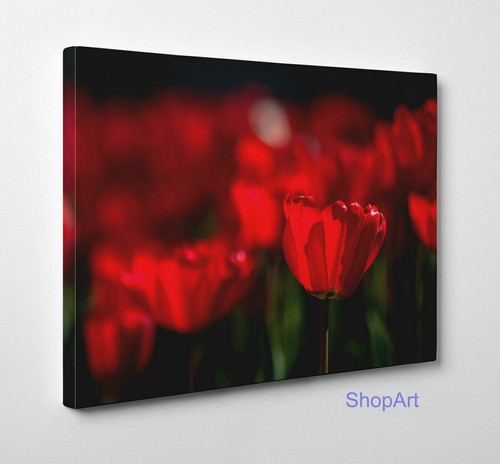 Quadro campo fiori - campo,