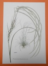 Erba a molla grigia (Stipa