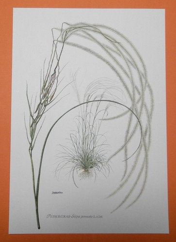 Erba molla grigia - grigia, (stipa