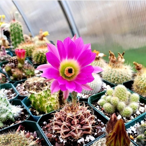 Echinocereus pentalophus 20 - echinocereus,