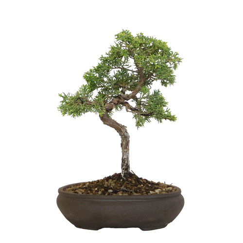 Kentis bonsai di juniperus - kentis,