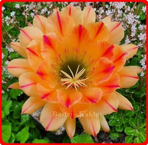 Ibrido trichocereus - ibrido, di