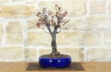 Bonsai di Prunus Pissardii