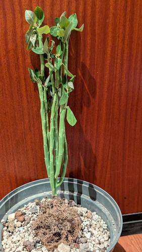 Euphorbia petricola latte - petricola,,