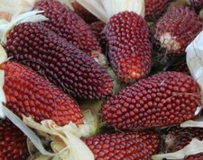 15 semi di MAIS FRAGOLA - MAIS