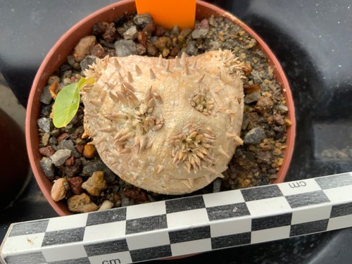 308 pachypodium brevicaule - 308,