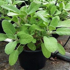 Pianta Salvia
