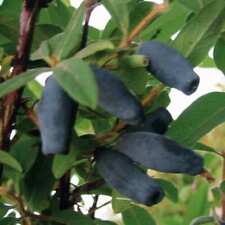 Bacche di Kamchatka Vostorg 1L