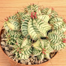 Euphorbia pulvinata - , f