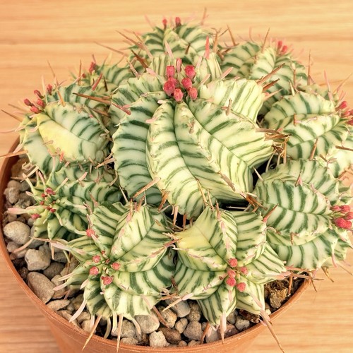 Euphorbia pulvinata - , f