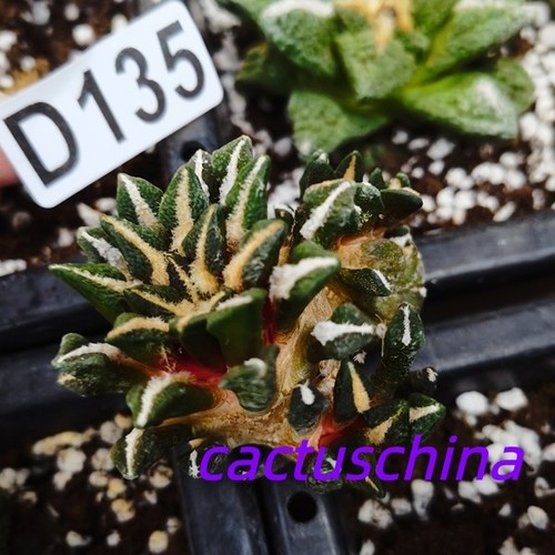 Ariocarpus copiapoa - ---, ariocarpus-copiapoa