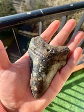 Megalodon fossil tooth - –, 10