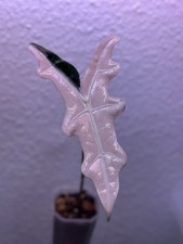 Rizoma Alocasia Sanderiana Nobilis Rosa Variegata