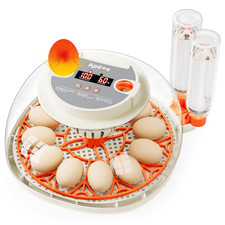 Incubadora huevos con - huevos,