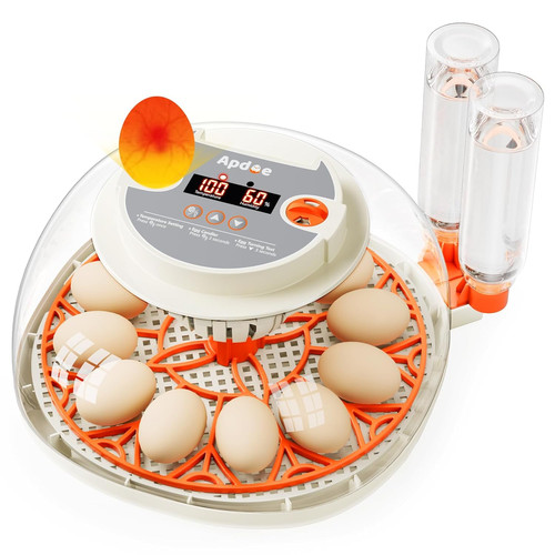 Incubadora huevos con - huevos,
